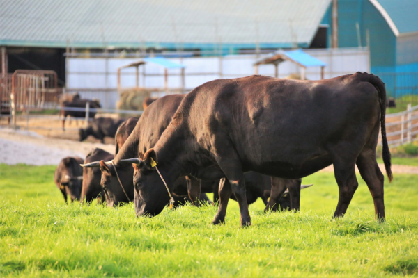 黒毛和牛