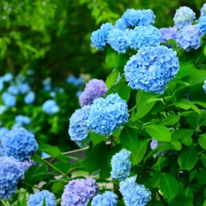 「梅雨だる」に悩まされているあなたへ！体調不良を解消する食べ物なら近江牛がおすすめ！